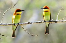 Bundala Birding Paradise - All Inclusive Tour