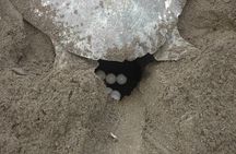 Night Turtle Nesting Tour from Tamarindo