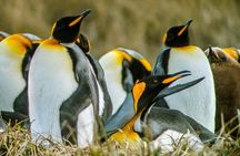 King Penguin & Tierra del Fuego Tour
