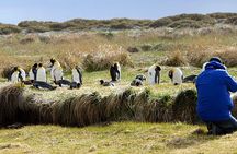 King Penguin & Tierra del Fuego Tour