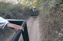 Ranthambhore National Park 
