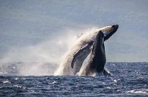Whale Watching Cruise with Open Bar from Ka'anapali Beach