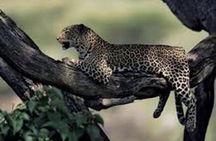 Jhalana Safari Park Leopard- One Jungle Jeep Safari And One Night Stay In Hotel