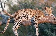 Sariska Wild Life Tour By Private Car With Jungle Safari Gypsy