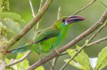 Birdwatching day at Chicaque Cloud Forest.