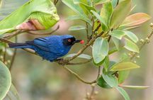 Birdwatching day at Chicaque Cloud Forest.