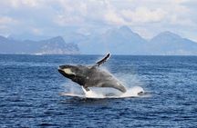 Full day Northwestern Glacier & Wildlife Tour from Seward