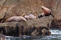 Full day Northwestern Glacier & Wildlife Tour from Seward