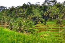 Ubud Kintamani Private Tour