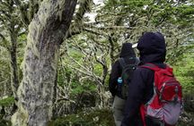 Private Patagonian Forest Hike in Punta Arenas: 4 Hour