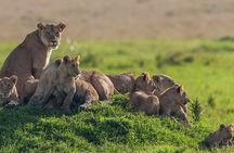 Kenya and Tanzania 9 days safari 
