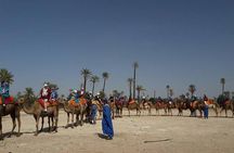 City Tour & Camel Ride