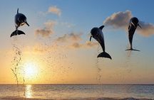 Dolphin Tour and Sunrise Watching in Lovina Beach - All Inclusive