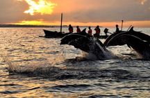 Dolphin Tour and Sunrise Watching in Lovina Beach - All Inclusive