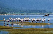 Lake Manyara Guided Day Tour from Arusha