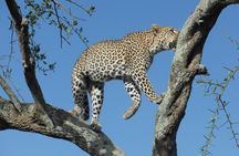 2 Day Tanzania Luxury Safari