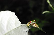 Monteverde Rain Forest Night Walk