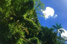 South Coast Tour: YS Falls, Black River Safari