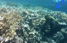 Private Day Tour of Ras Mohammed National Park with Snorkeling