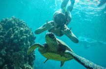 West Maui Half Day Snorkel from Ka’anapali Beach
