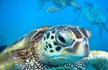 2.5 Hour Xpress Snorkel from Ka’anapali Beach