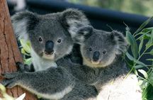 Sydney Harbour Ferry with Taronga Zoo Entry Ticket