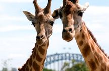 Sydney Harbour Ferry with Taronga Zoo Entry Ticket