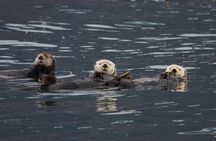Columbia Glacier Cruise from Valdez 