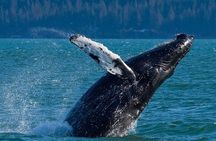 Meares Glacier Cruise Excursion from Valdez
