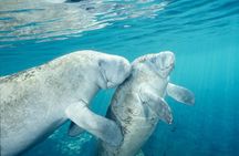 Swim with Manatees, State Park Adventure