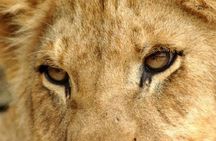 Half Day Lion Park tour from Johannesburg or Pretoria 