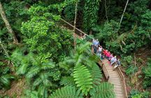 Daintree Rainforest and Cape Tribulation Full Day Tour