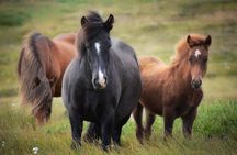 Viking Horse Riding and Golden Circle Tour from Reykjavik