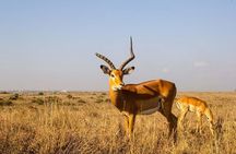 Tour: Giraffe Center and Nairobi National Park