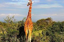Ol Pejeta Conservancy Day Tour from Nairobi