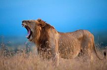 Ol Pejeta Conservancy Day Tour from Nairobi