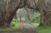 Arusha National Park Guided Day Tour from Arusha