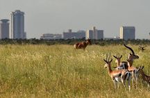 Half-Day Nairobi National Park Tour from Nairobi