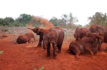 Half-Day Nairobi National Park Tour from Nairobi