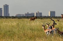 Day Tour Nairobi Museum, Giraffe Centre & Nairobi National Park 