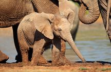 Addo Elephant Park All-Inclusive Day Safari from Port Elizabeth