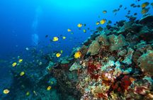 Certified Diver: 2-Tank Shallow Reef Dives off Oahu