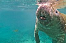 Swim with Manatees, State Park Adventure