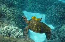 Kona's Deluxe Snorkel - Snorkel Captain Cook and Place of Refuge 
