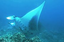 Manta Ray Night Snorkel at Kona, Big Island