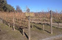 half day wine tour to concha y toro from Santiago seasonal offer