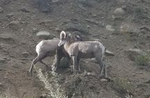 Breckenridge Ultimate Full Day Mountain Tour from Denver