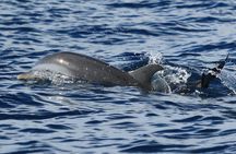 Dolphin's Watching Martinique