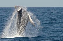 San Diego Whale Watching Cruise