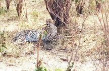 Mikumi national park full day tour from Dar es sallam
